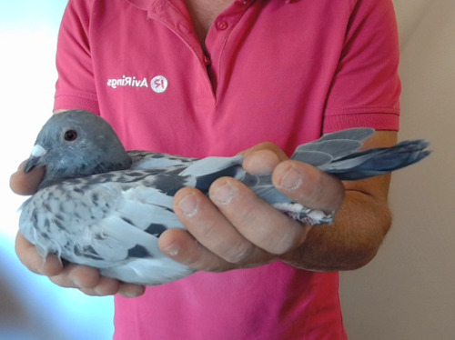 Pigeon image