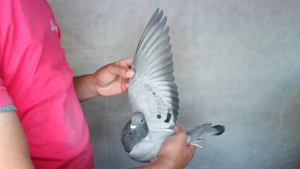 Pigeon image