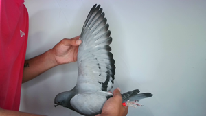 Pigeon image