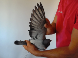 Pigeon image