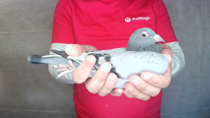 Pigeon image