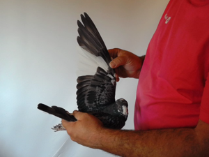 Pigeon image