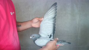 Pigeon image