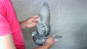 Pigeon image