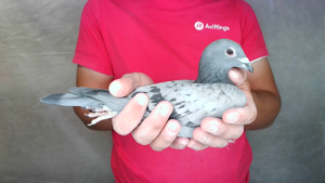 Pigeon image