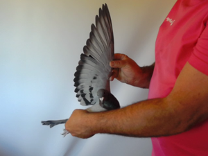 Pigeon image