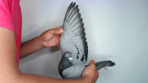 Pigeon image