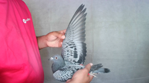 Pigeon image