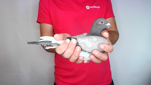 Pigeon image