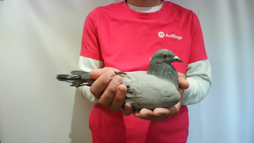 Pigeon image