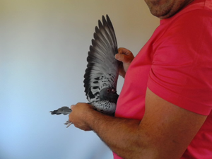Pigeon image