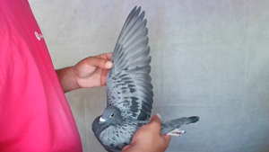 Pigeon image