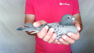 Pigeon image