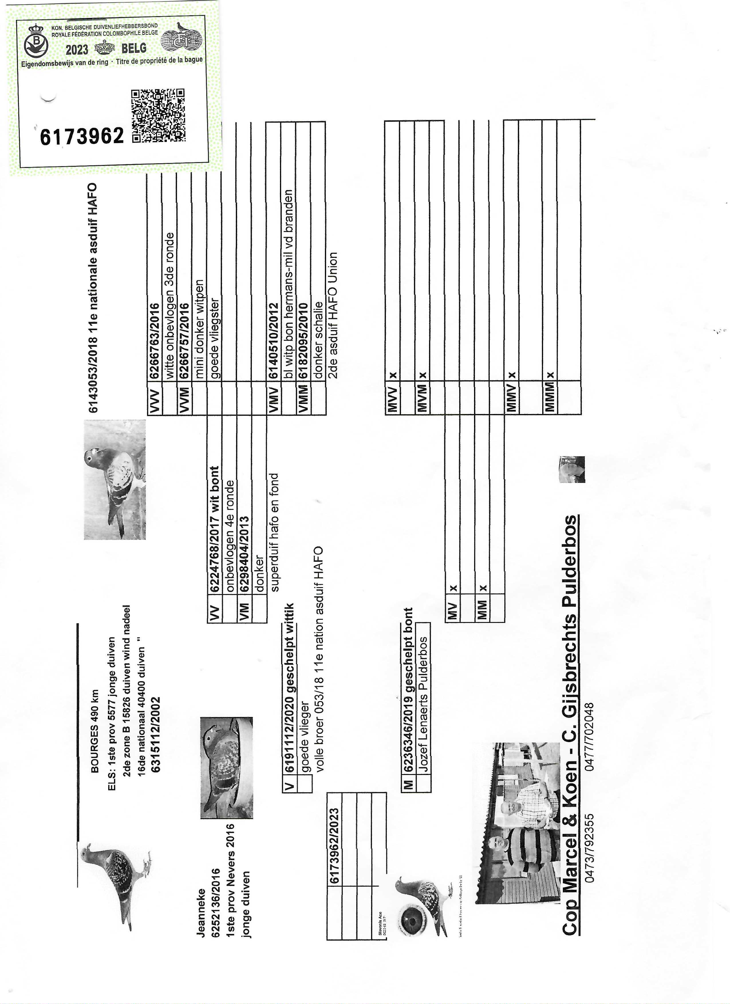 Pigeon pedigree image