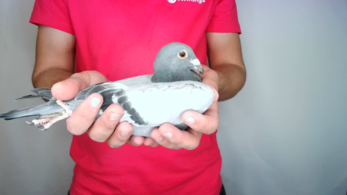 Pigeon image