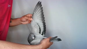 Pigeon image
