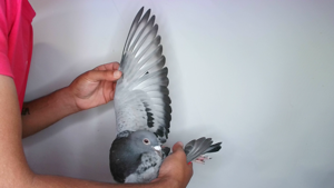 Pigeon image