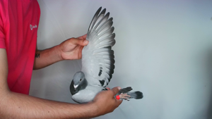 Pigeon image