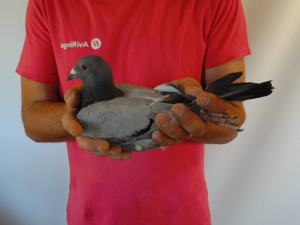 Pigeon image
