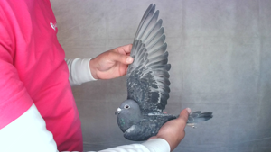Pigeon image