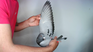 Pigeon image