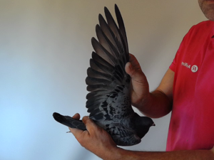 Pigeon image
