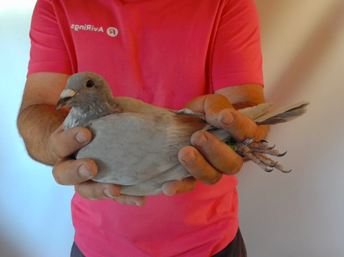Pigeon image