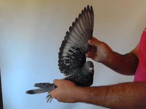 Pigeon image