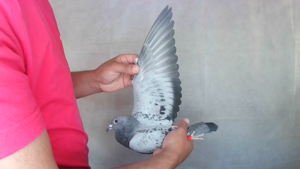 Pigeon image