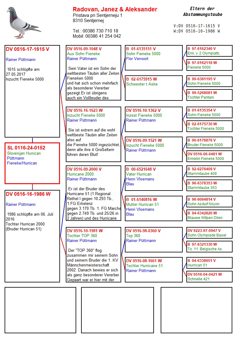 Pigeon pedigree image