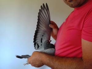 Pigeon image