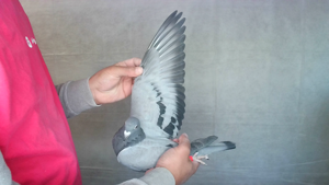Pigeon image