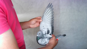 Pigeon image