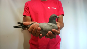 Pigeon image