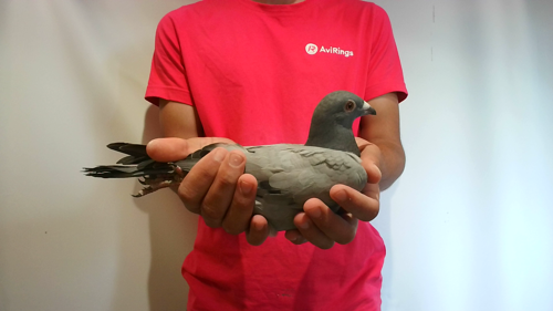 Pigeon image