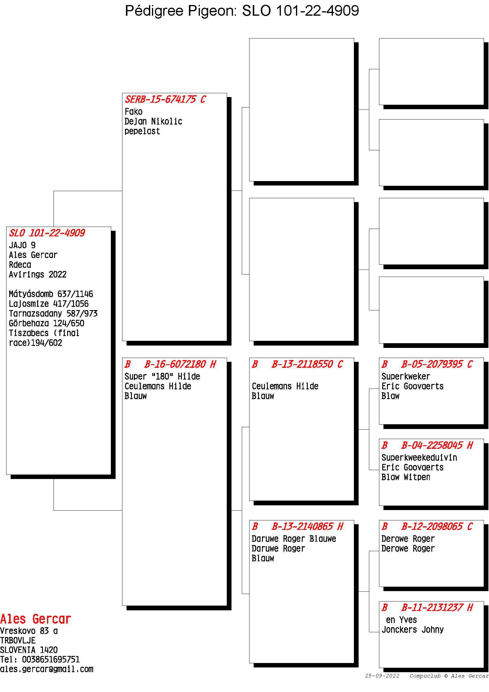 Pigeon pedigree image