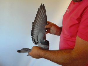 Pigeon image