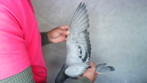 Pigeon image