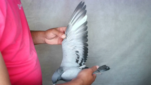 Pigeon image