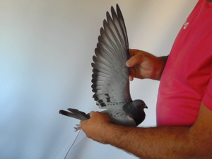 Pigeon image