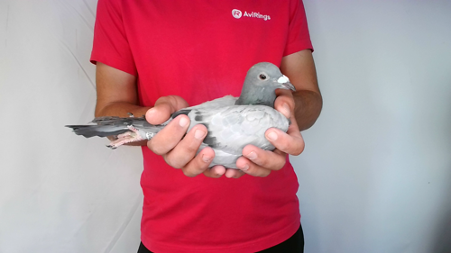 Pigeon image