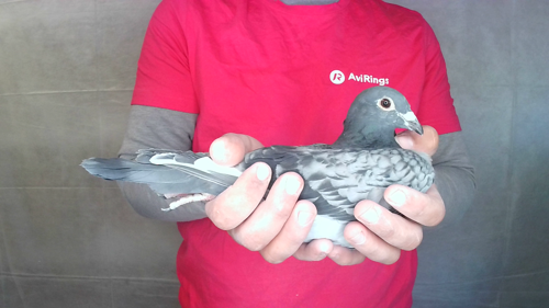 Pigeon image