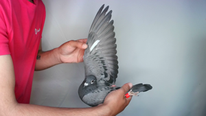 Pigeon image