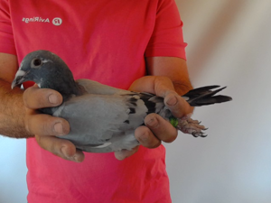 Pigeon image