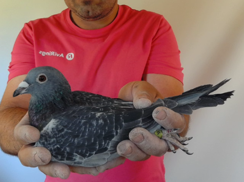Pigeon image