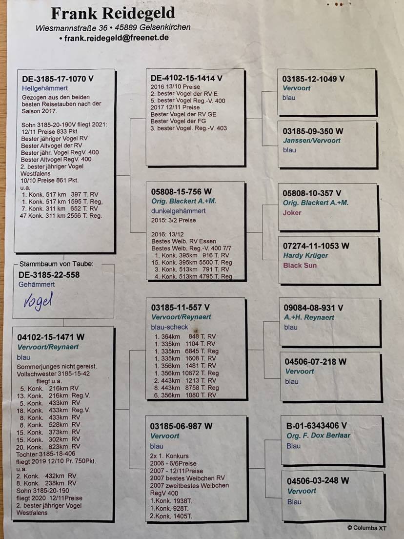 Pigeon pedigree image