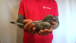 Pigeon image