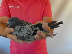 Pigeon image
