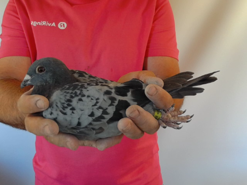 Pigeon image