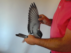 Pigeon image